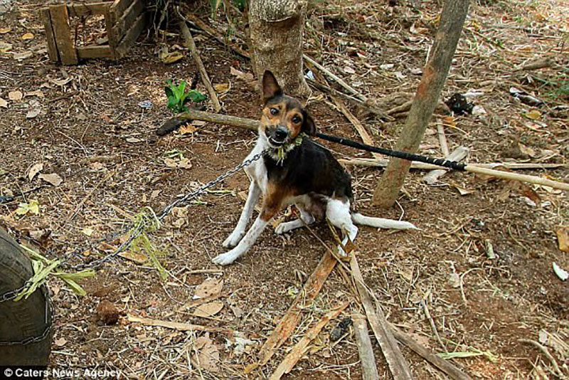 Hình ảnh rùng rợn trong những trang trại thịt chó: Nỗi đau của những chú chó phải chứng kiến cái chết của đồng loại